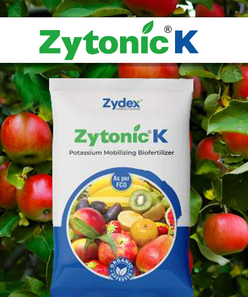 1ZytonicK