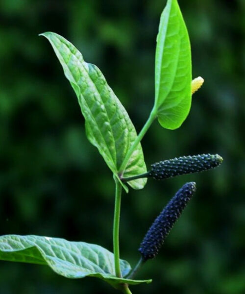 Long Pepper