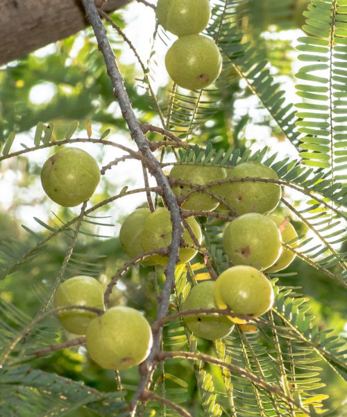 Amla tree