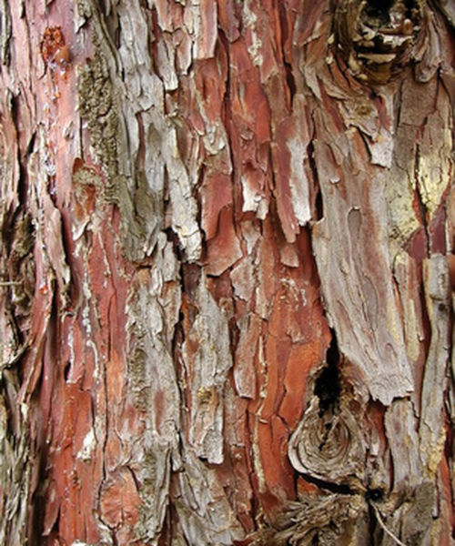 Arjuna bark