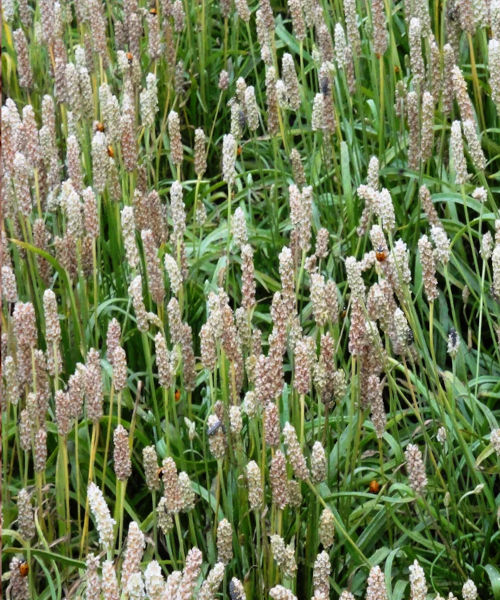 Isabgol Plant