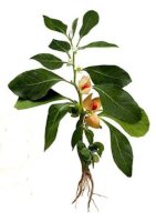 Aswagandha plant