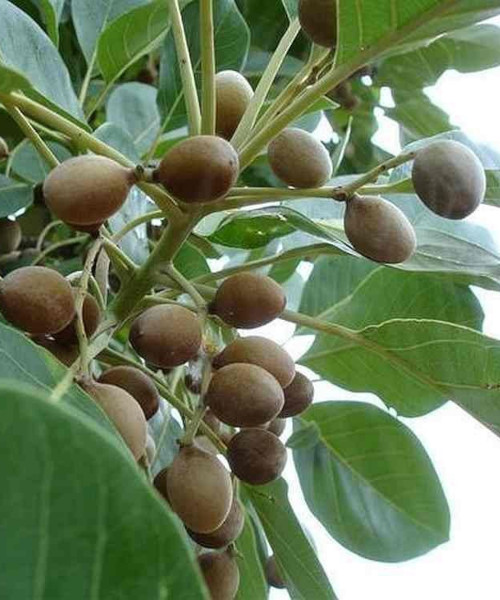 bahera-product