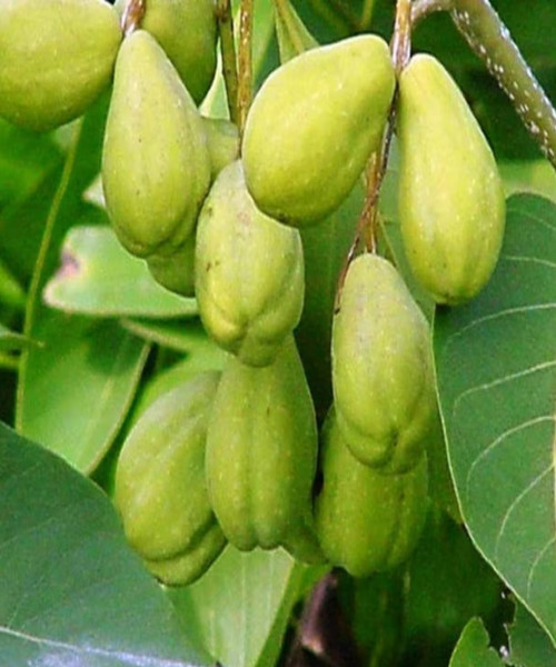 Haritaki Tree